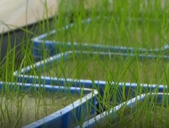 Китай собрал первый урожай риса из побывавших в космосе семян